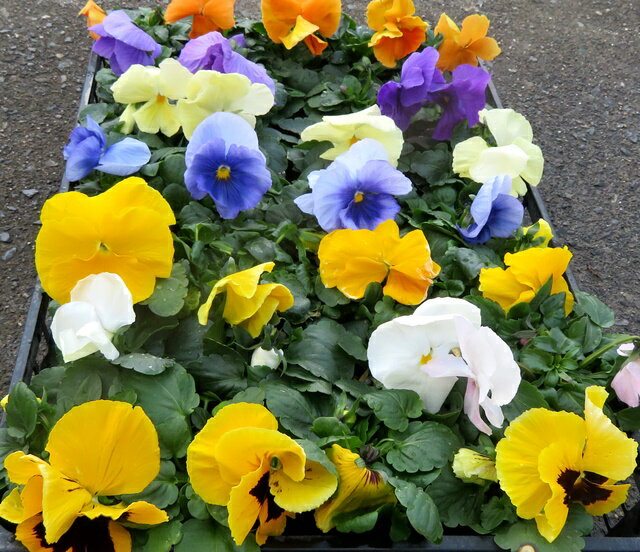 パンジー苗　28個【ケース販売】