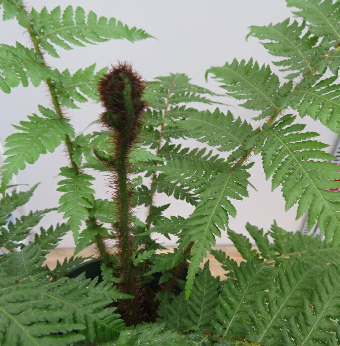 楽天市場】ヘゴの木(観葉植物|花・観葉植物):花・ガーデン 楽天市場】ヘゴの木(観葉植物|花・観葉植物):花・ガーデン