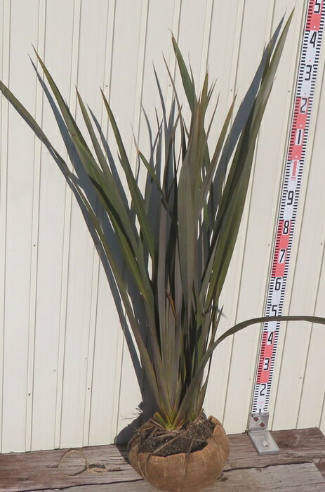 ニューサイラン　銅葉根巻株L