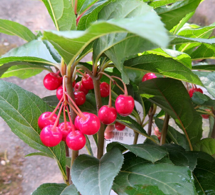 【実付き】ヤブコウジ 3号ポット苗(h20)