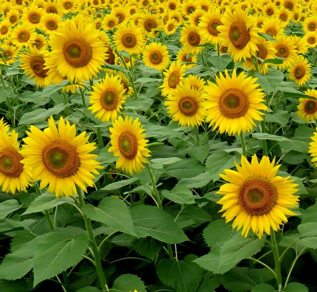 トーホク　花の種/種子　白花かすみ草　種 （追跡可能メール便発送　全国一律370円）00566