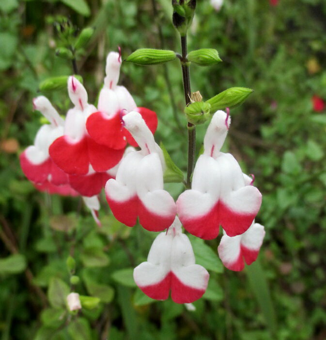 写真は見本品です。 24年4月30日に入荷。 状態は季節によって変化いたします。244e 季節によっては白が現れず真っ赤な花になり、反対に白い花になって赤い部分が現れないこともあります。チェリーセージ 分類: シソ科の常緑低木 学名: Salvia microphylla 原産: アメリカ南部　メキシコ 別名: サルビア・ミクロフィラ 開花期：　5月-11月 栽培 暑さや寒さにも比較的強く育てやすい花ですが、あまり寒い土の凍結する地方では適していません。 水はけのよい日当たりを好みます。 寒い地方では冬に枯れたり、枯れ枝ができることがあります。品種によって育てやすさにはかなり違いがあります。 よく伸びると姿勢が悪くなるので、秋、または春に霜の心配がなくなった頃に株元近くまで切り詰めます。春に花を咲かせた後も夏に切り詰めて秋の開花に備えておきます。 生育期には施肥をして元気に育て、花が一通り咲き終わる季節に刈り込んで形を整えることが栽培のポイントです。何年も作りこんでいくと大きい株になります。 下は滋賀県大津市内で　10月11日 チェリーセージ各種