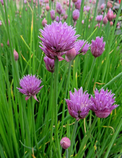 チャイブ　3号苗