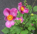 秋明菊(シュウメイギク) ハドスペン 4.5号苗(b8)