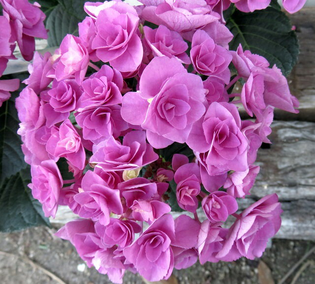 【花傷み】アジサイ（紫陽花 あじさい） フェアリーラブ ピンク 5号鉢植え【24年入荷株】