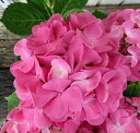 【花終わり】アジサイ ピーチ姫 5号鉢植え苗【25年入荷株】