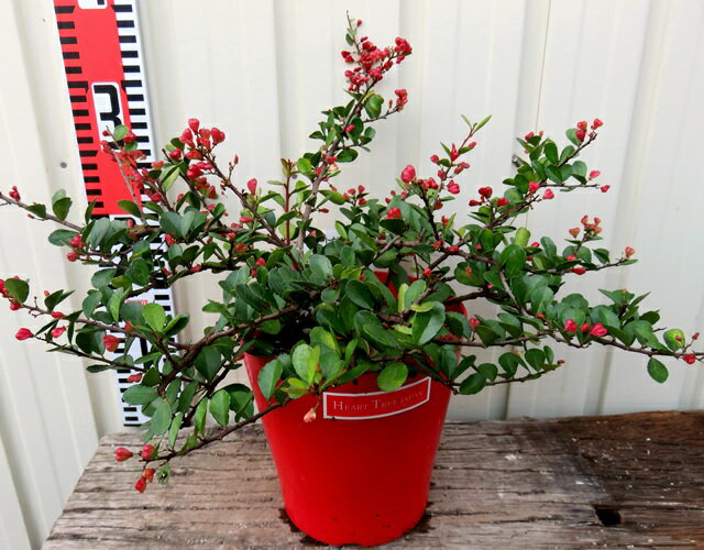 ハートの成る木（ハートツリー）苗　5号鉢大苗（h33）のサムネイル