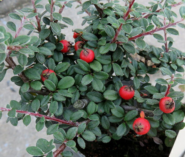 コトネアスター　グラウコフィリス4.5号苗のサムネイル