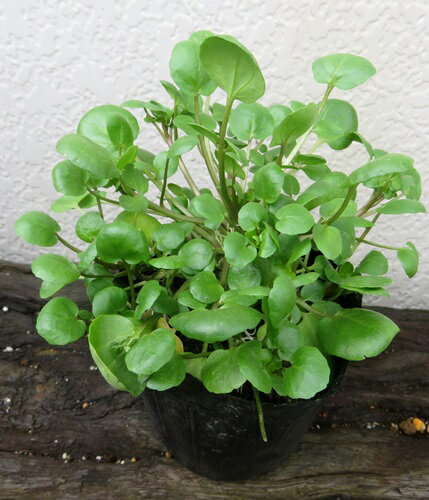 【2個セット】クレソン　3号苗(i5)