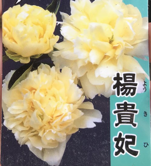 芍薬（シャクヤク）　楊貴妃（ヨウキヒ）　5号苗のサムネイル