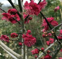 梅（ウメ）鹿児島紅梅（カゴシマコウバイ）　苗木　7号