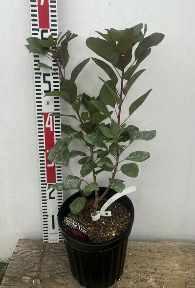 スモークツリー　グレース（グレイス）6号　苗木のサムネイル