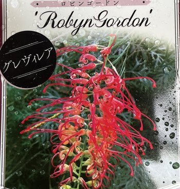 グレビレア　ロビンゴードン　6号鉢植え　苗木のサムネイル