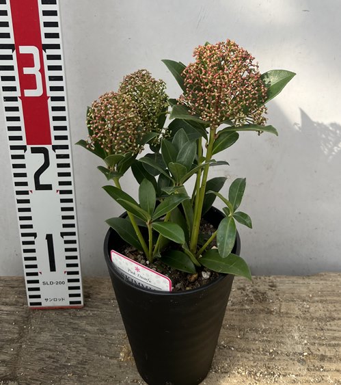 スキミア　ピンクドワーフ　 4号セラアート植え苗のサムネイル