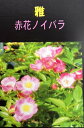 赤花ノイバラ　雅　3.5苗(J03-8)