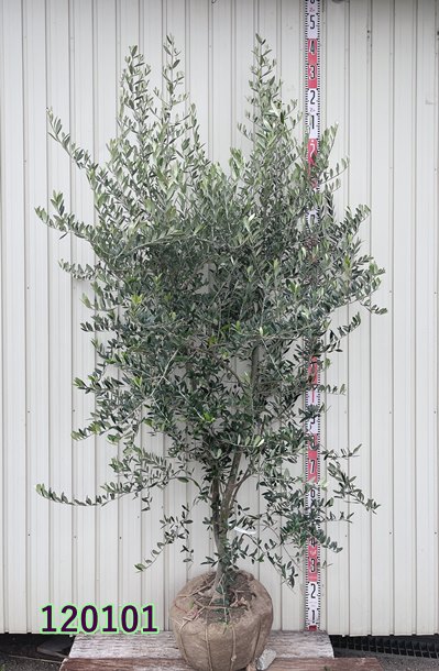 【現品発送】オリーブの木 アルベキナ（アルベキーナ）苗木　樹高2.1m（根鉢含まず）「120101」