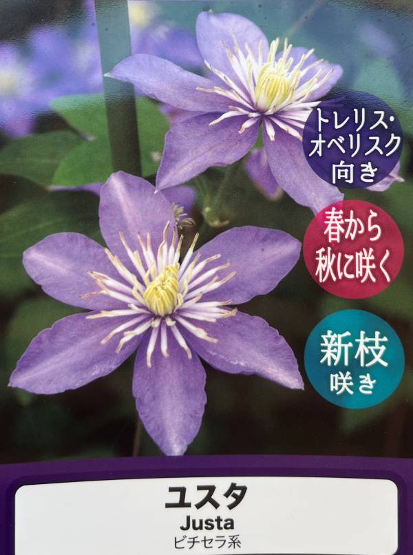 楽天市場】流星 クレマチス(苗物|ガーデニング・農業):花 楽天市場】流星 クレマチス(苗物|ガーデニング・農業):花