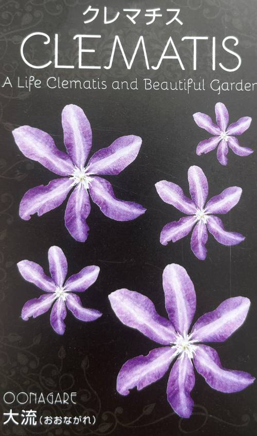 楽天市場】クレマチス '流星'(種類(植物)クレマチス)(花 楽天市場】クレマチス '流星'(種類(植物)クレマチス)(花