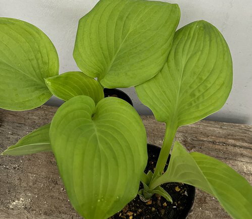 ギボウシ　グアカモール（中型緑丸葉）4号苗のサムネイル