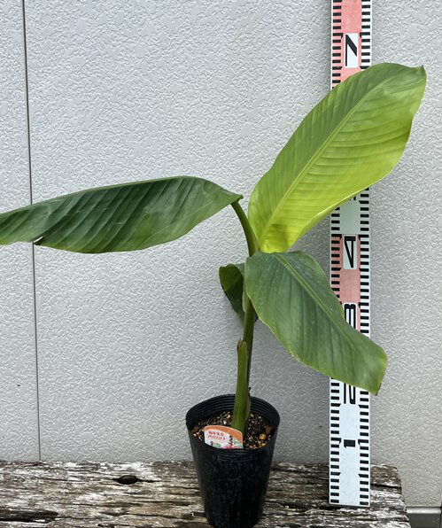 アケビバナナ (ピンクバナナ)　5.5号苗(b05)のサムネイル