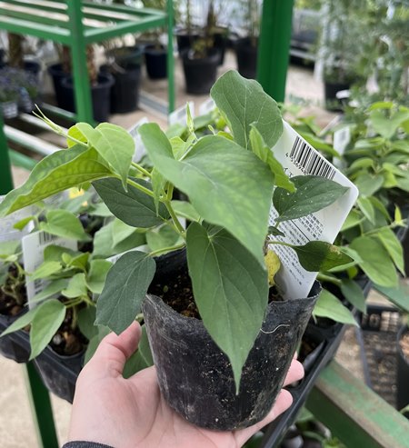 夜来香（イエライシャン）3号苗(c11)のサムネイル