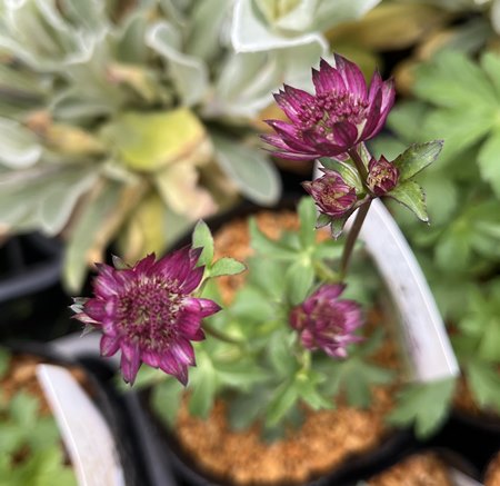 アストランチア　スターオブビューティー　4号(i11)のサムネイル