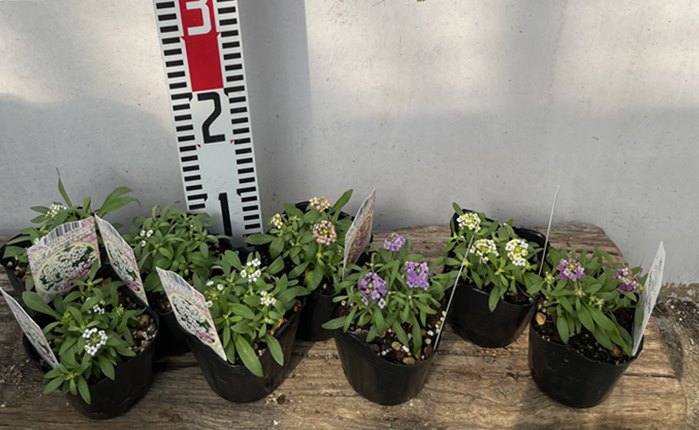 【8個5色セット】アリッサム苗　3号ポット（b）のサムネイル