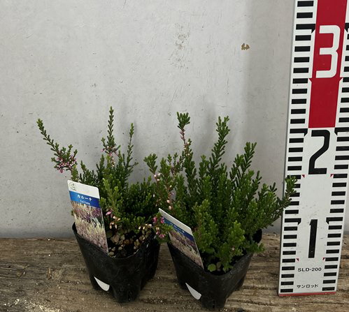 【2個セット】カルーナ　ガーデンガールズ　3号苗(J02)のサムネイル