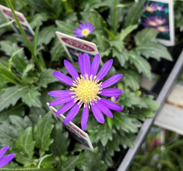 ミヤコワスレ 苗の商品画像