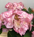 【選べる現品発送・花終わり】【屋外管理苗】アジサイ(紫陽花・あじさい)フェイ 6号苗