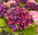 【開花株】斑入り葉アジサイ（紫陽花 あじさい） サプライズ 4.5号鉢植え苗【24年入荷株】