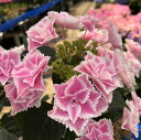 【開花株】アジサイ（紫陽花・あじさい）　キラキラボシ　ピンク　5号鉢植え苗【24年入荷株】