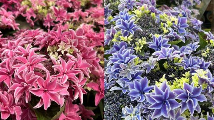 楽天市場】アジサイ 新 品種(サイズ(植木鉢)7 ~ 9号)(鉢花 楽天市場】アジサイ 新 品種(サイズ(植木鉢)7 ~ 9号)(鉢花