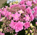 ★現品発送・訳アリ★【開花株】アジサイ 星占い(ホシウラナイ) ピンク 7号鉢植え苗【25年入荷株】M2027