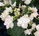【花終わり】【屋外管理苗】アジサイ(紫陽花、あじさい) エコー 3.5号苗【25年入荷株】