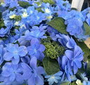 【花終わり】アジサイ(紫陽花・あじさい) 静寂(セイジャク)3.5号苗【25年入荷株】