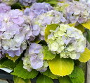 【花終わり】アジサイ(紫陽花)黄金てまり(オウゴンテマリ)4号鉢植え【25年入荷株】