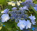 【花終わり】アジサイ(紫陽花・あじさい) スポットライト ブルー 6号苗【25年入荷株】
