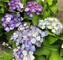【花終わり】アジサイ(紫陽花・あじさい) トルテ 5号鉢植え苗【25年入荷株】