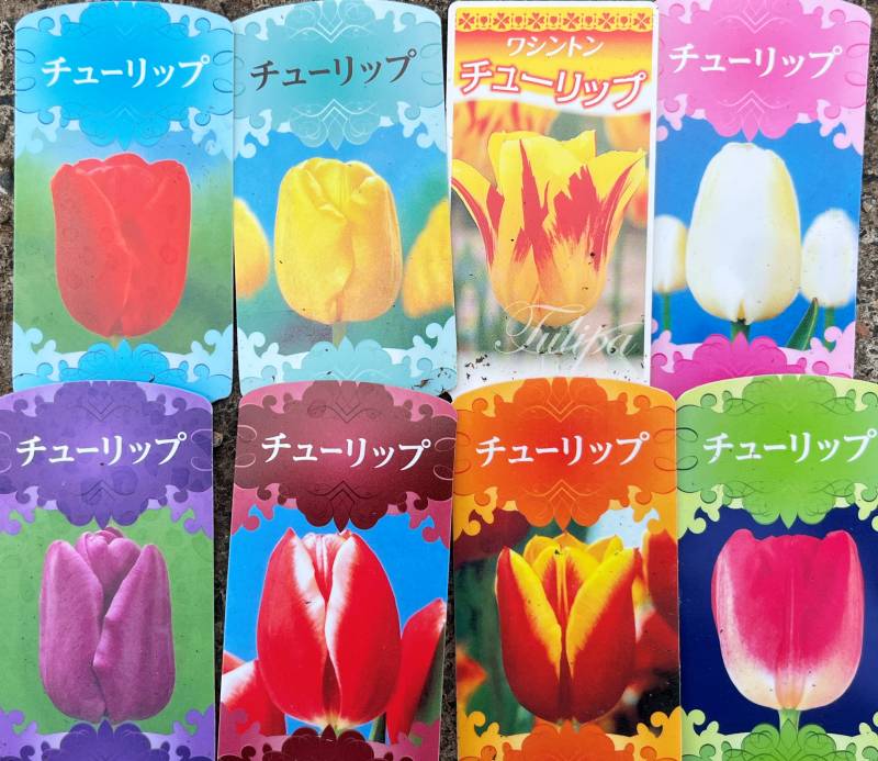 【お買い得！】チューリップ苗28個入りケースのサムネイル