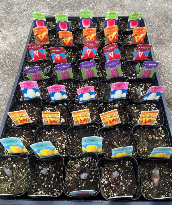 お買い得チューリップ苗　40個（ケース販売）★7色以上ミックス★のサムネイル