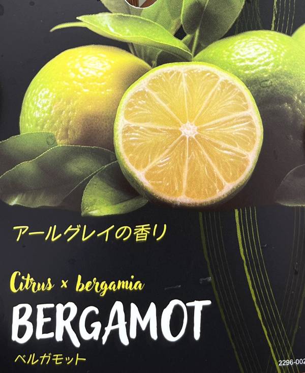 ベルガモット　苗木　5号鉢植え()のサムネイル