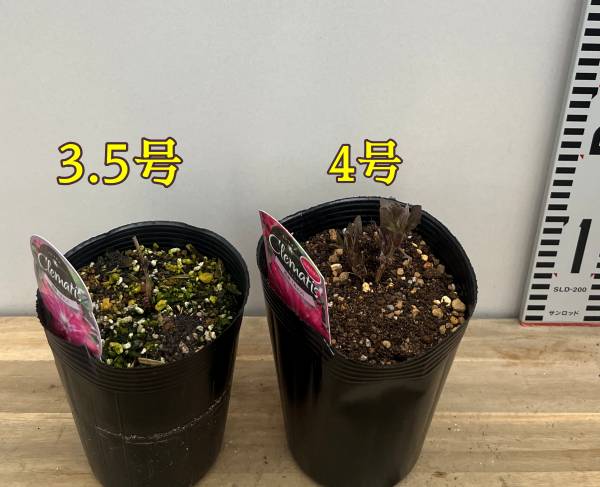楽天市場】クレマチス 八重(花の苗物|苗物):ガーデニング 楽天市場】クレマチス 八重(花の苗物|苗物):ガーデニング