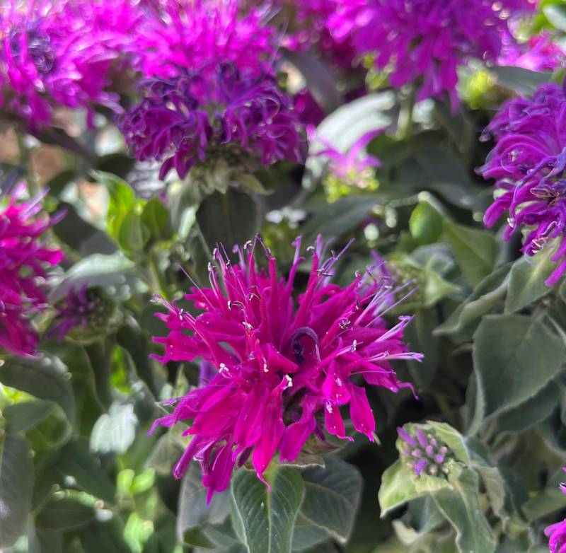 モナルダ(ベルガモット)　バルミーライラック（紫花）4号苗(f02)のサムネイル