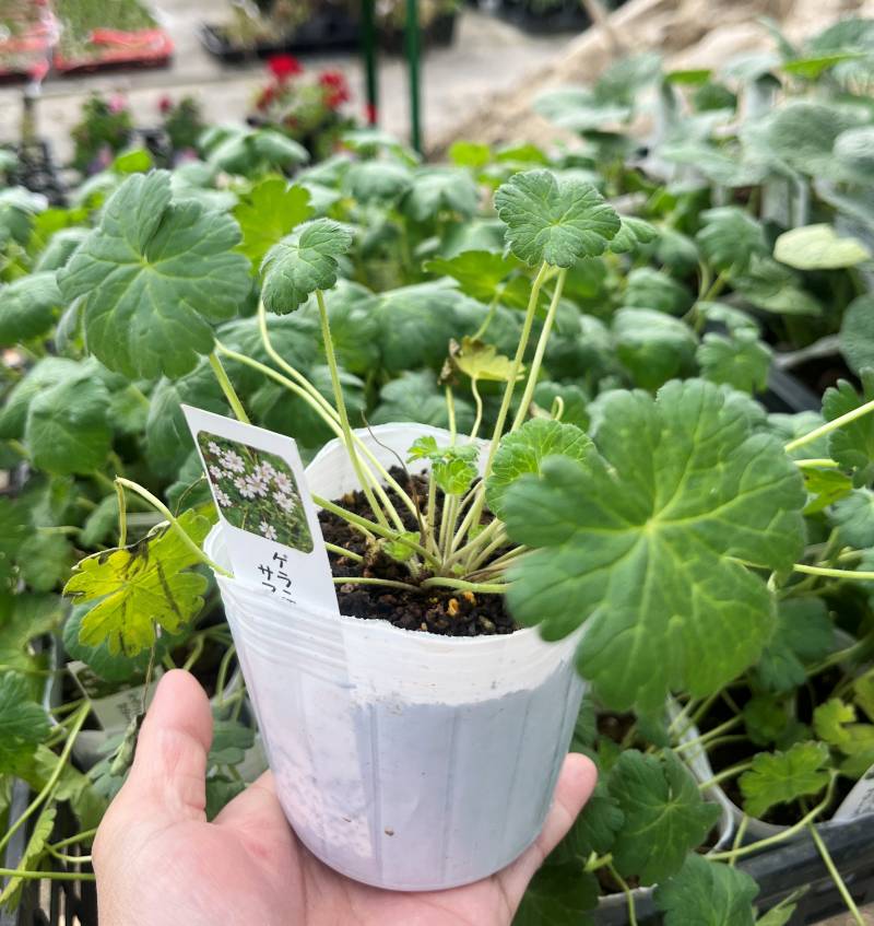 ゲラニウム　サマースノー　3号苗(J01)