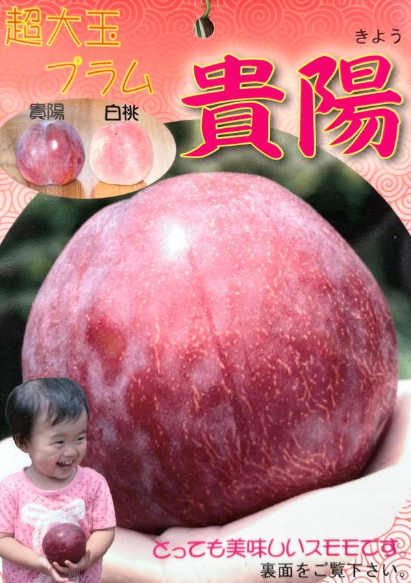 すもも苗（プラム）貴陽（キヨウ）ポット苗（e01）