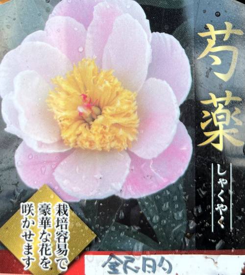 シャクヤク　銀的　6号苗