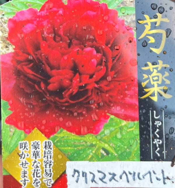 芍薬苗（シャクヤク苗）　クリスマスベルベット　6号苗