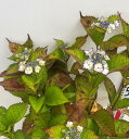 【花終わり】【屋外管理苗】アジサイ(紫陽花・あじさい) エンジェルワルツ 5号鉢植え
