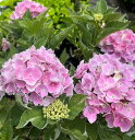 【屋外管理苗】斑入り葉アジサイ(紫陽花、あじさい)アンコンキャラクター 5号鉢苗(d04)